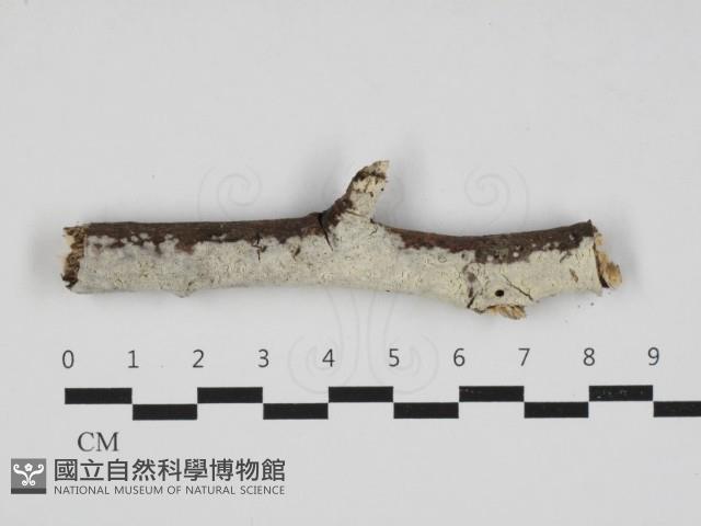 登錄號:F0032942藏品圖，第1張