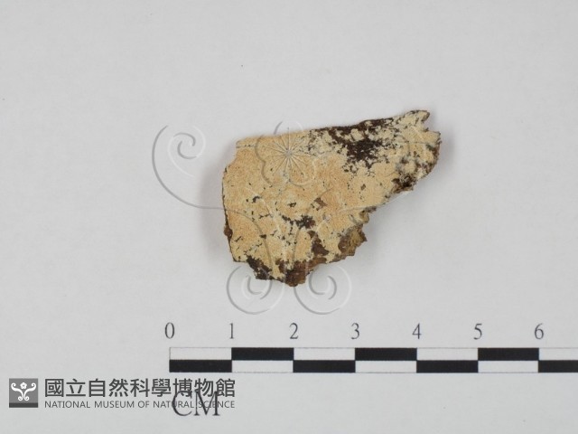 登錄號:F0007942藏品圖，第1張