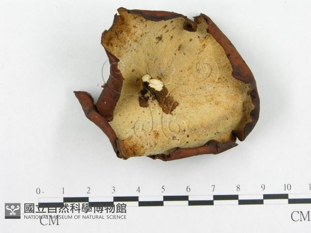 登錄號:F0017942藏品圖，第1張