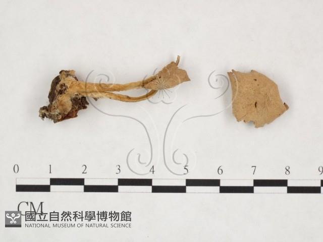 登錄號:F0025942藏品圖，第1張
