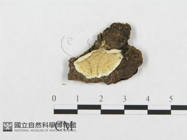 登錄號:F0005942藏品圖，第1張