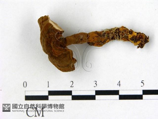 登錄號:F0015942藏品圖，第1張