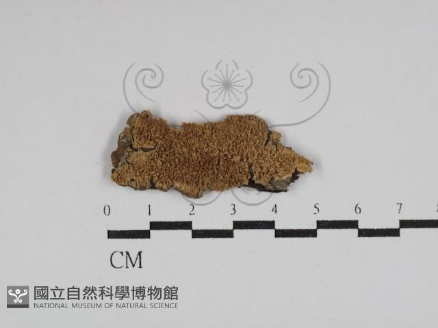 耙菌屬藏品圖，第1張