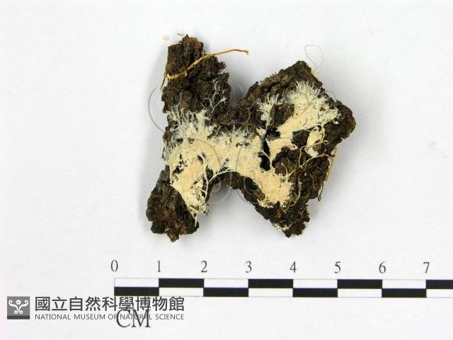 顯絲菌屬藏品圖，第1張