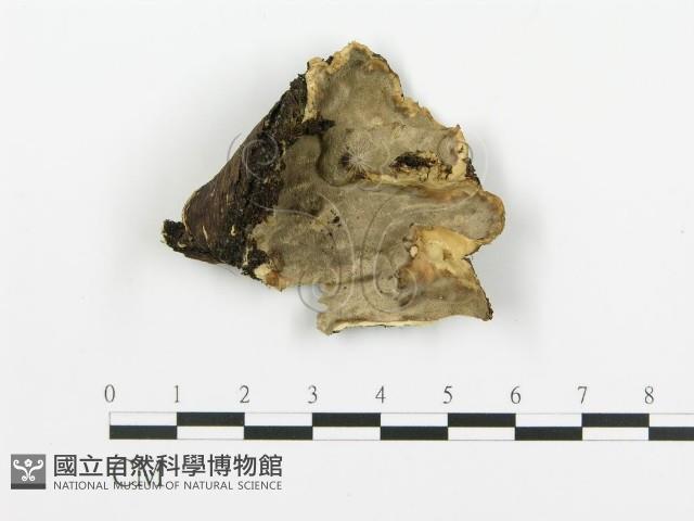 煙管菌藏品圖，第1張