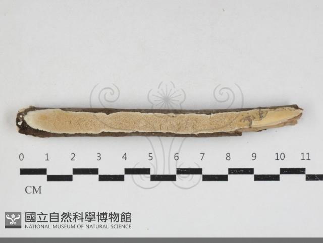 登錄號:F0033942藏品圖，第1張