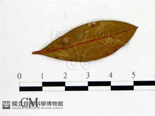 登錄號:F0020642藏品圖，第1張