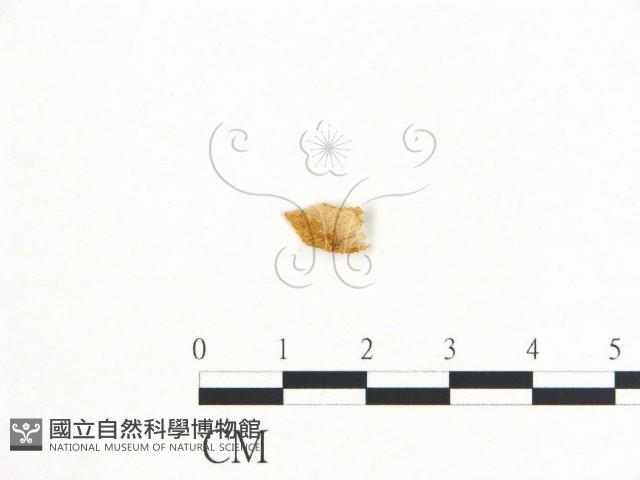 登錄號:F0010642藏品圖，第1張