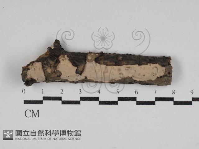 筍殼菌屬藏品圖，第1張