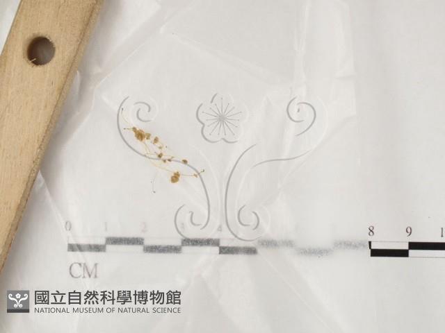 墾丁小菇藏品圖，第1張