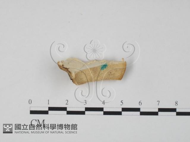 登錄號:F0006642藏品圖，第1張