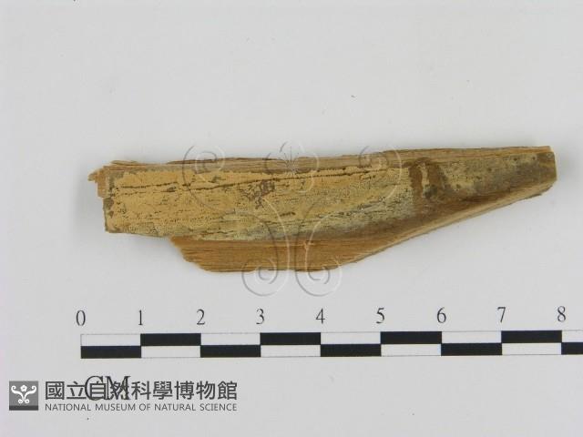登錄號:F0016642藏品圖，第1張