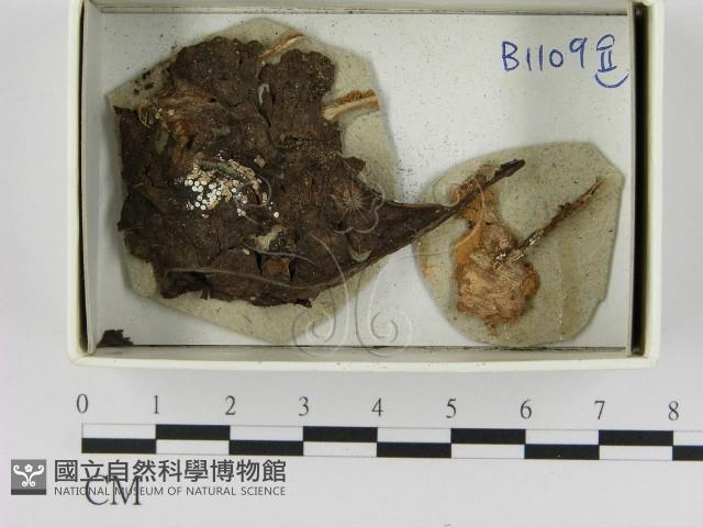 登錄號:F0021642藏品圖，第1張