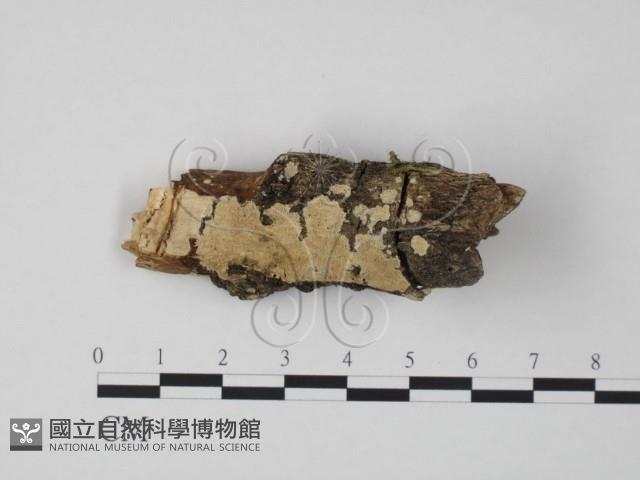 登錄號:F0001642藏品圖，第1張