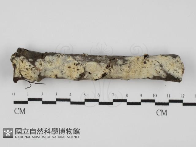登錄號:F0031642藏品圖，第1張