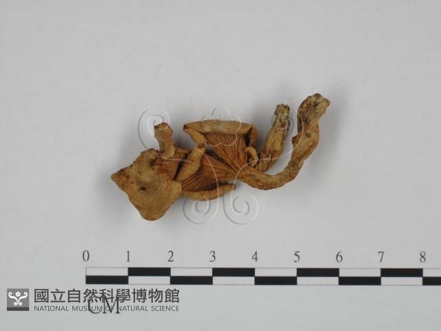 登錄號:F0024642藏品圖，第1張