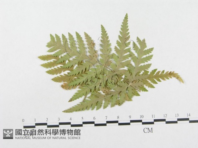 登錄號:F0004642藏品圖，第1張