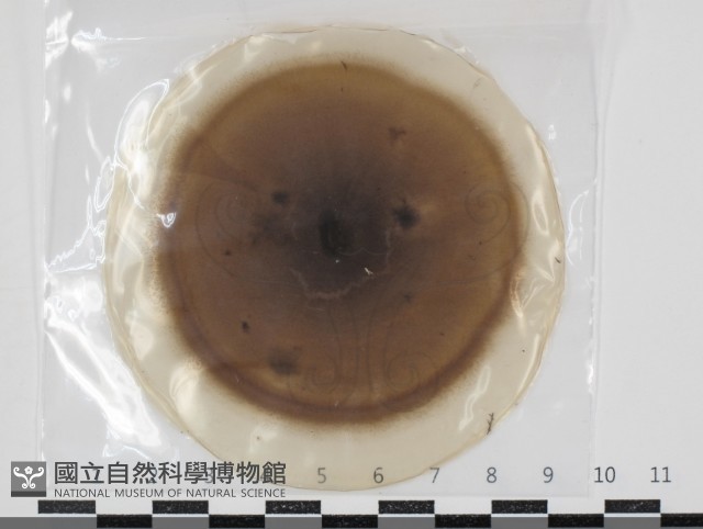 登錄號:F0034642藏品圖，第1張
