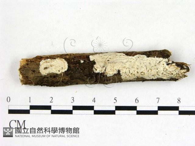 刺皮菌屬藏品圖，第1張