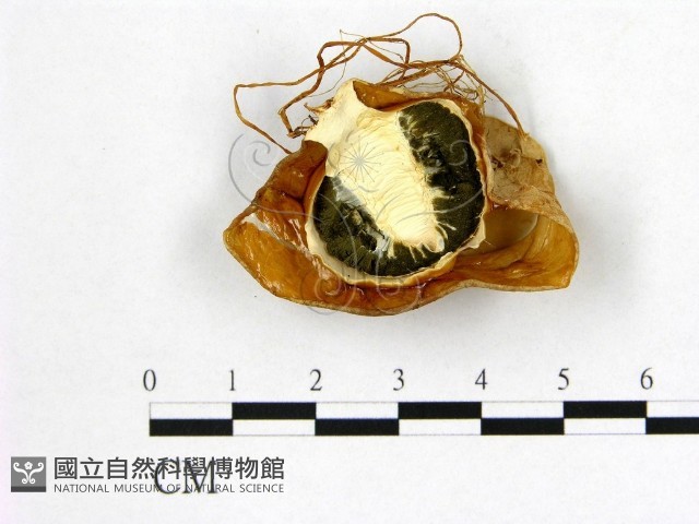 登錄號:F0002642藏品圖，第1張