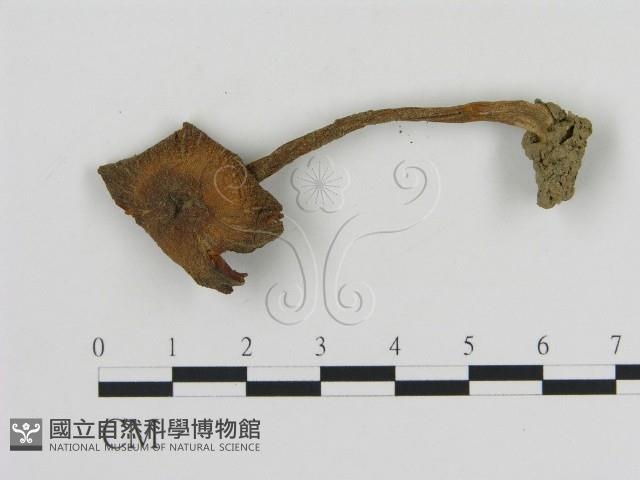 登錄號:F0012642藏品圖，第1張