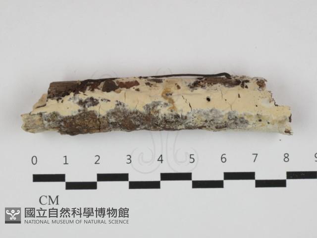 登錄號:F0032642藏品圖，第1張