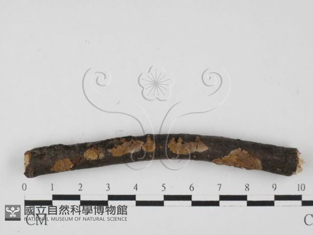 刺革菌屬藏品圖，第1張