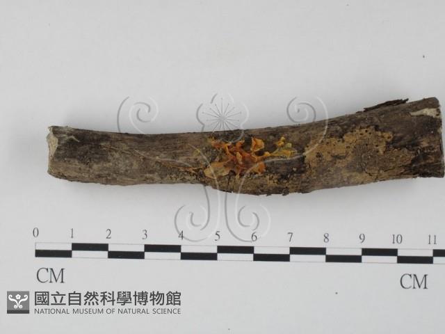 銀耳屬藏品圖，第1張