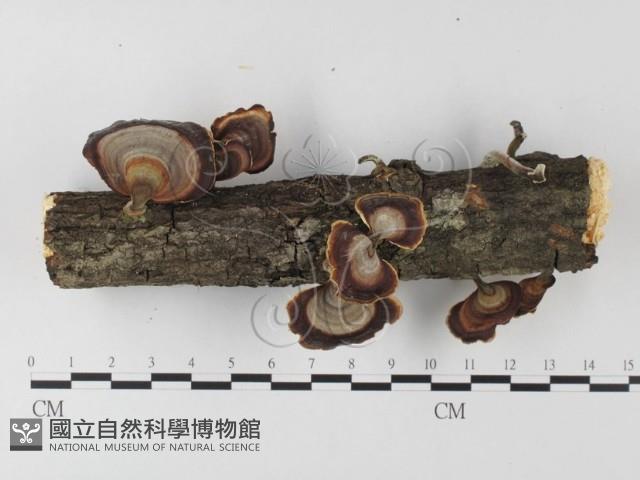 相鄰小孔菌藏品圖，第1張