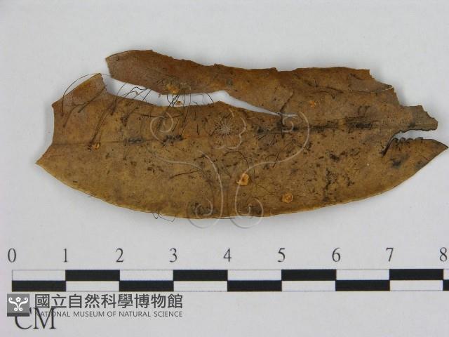 登錄號:F0015642藏品圖，第1張