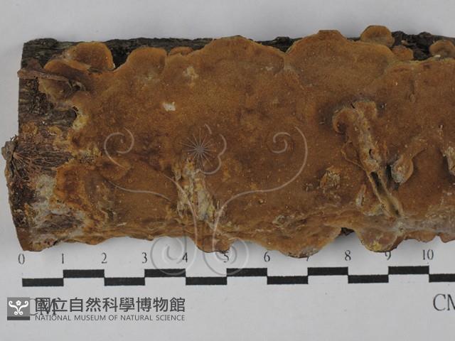 登錄號:F0029642藏品圖，第1張