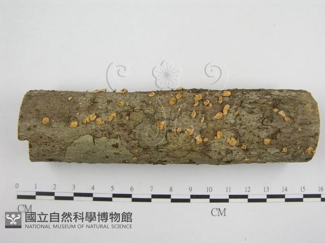 微皮傘屬藏品圖，第1張