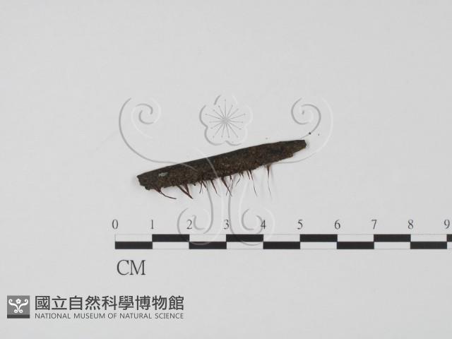 登錄號:F0019642藏品圖，第1張