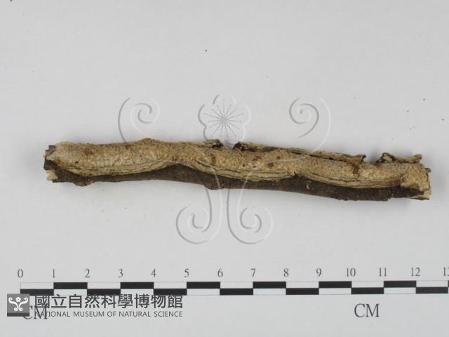 登錄號:F0023642藏品圖，第1張