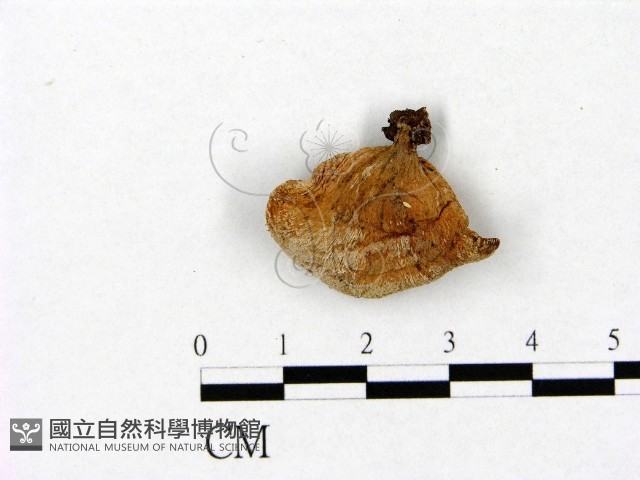 登錄號:F0003642藏品圖，第1張