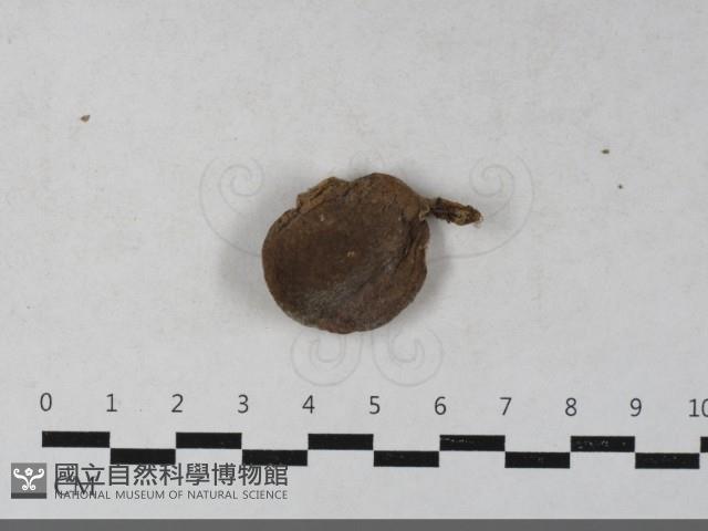 登錄號:F0033642藏品圖，第1張