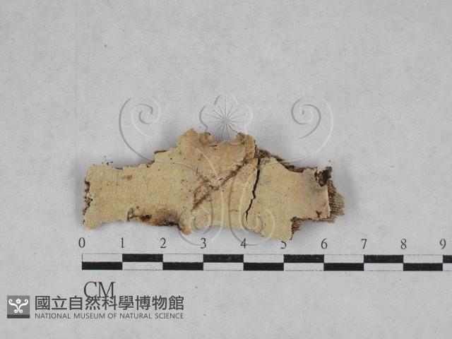 容氏菌屬藏品圖，第1張