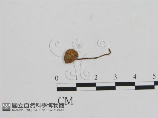 登錄號:F0008442藏品圖，第1張