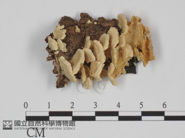 附毛菌屬藏品圖，第1張