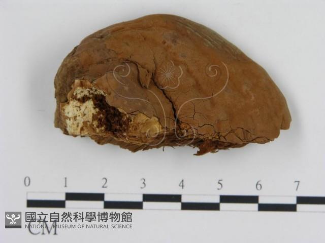 登錄號:F0006442藏品圖，第1張