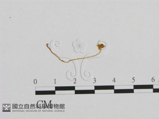 小菇屬藏品圖，第1張