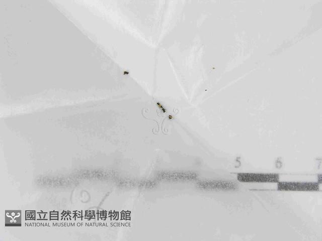 登錄號:F0021442藏品圖，第1張