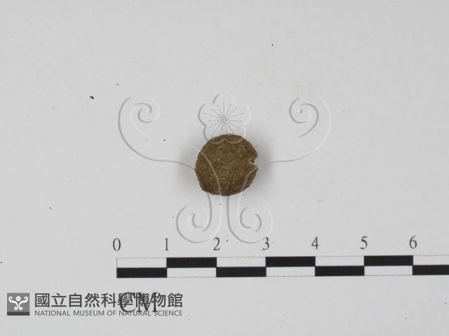 登錄號:F0001442藏品圖，第1張