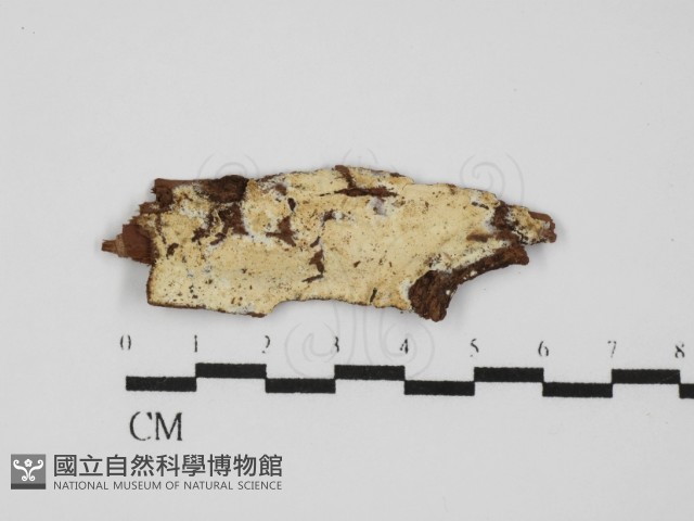 登錄號:F0031442藏品圖，第1張