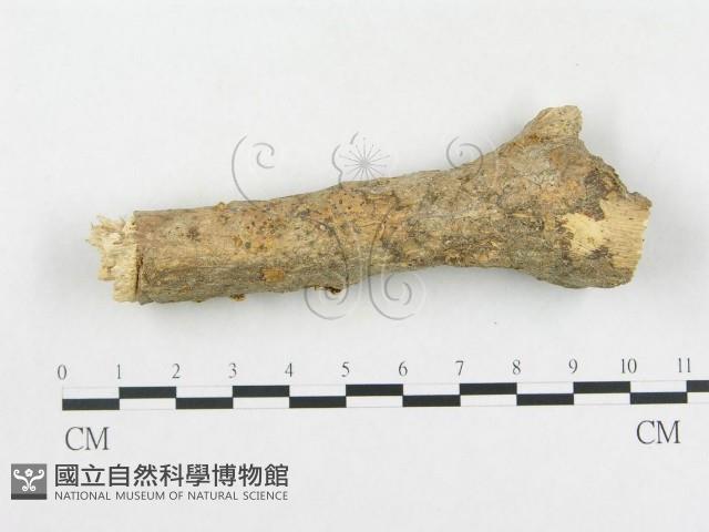 登錄號:F0004442藏品圖，第1張