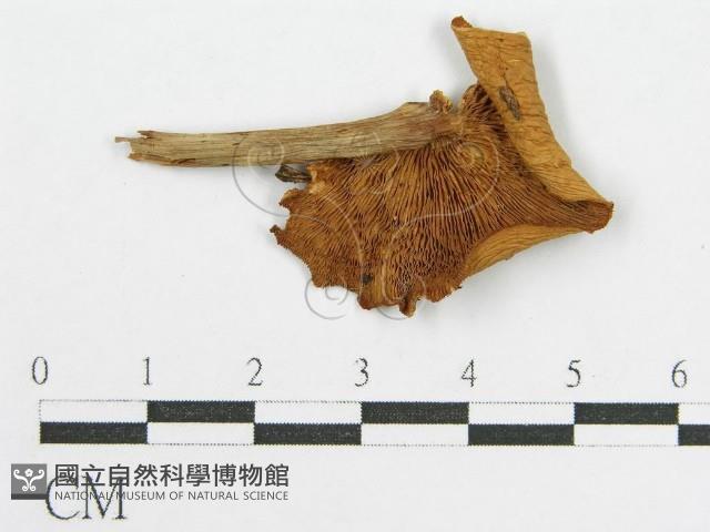 登錄號:F0014442藏品圖，第1張