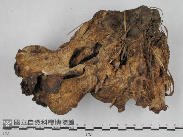 登錄號:F0002442藏品圖，第1張