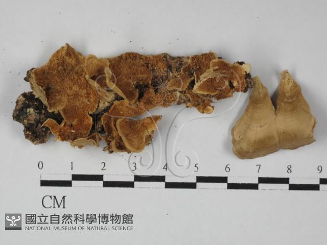 登錄號:F0027442藏品圖，第1張
