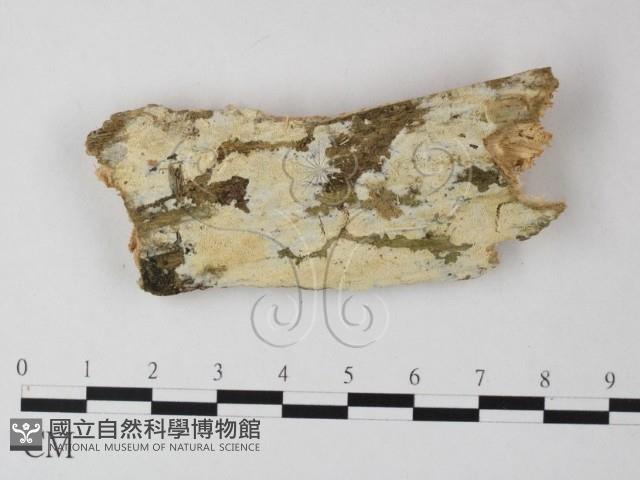 骨皮菌屬藏品圖，第1張