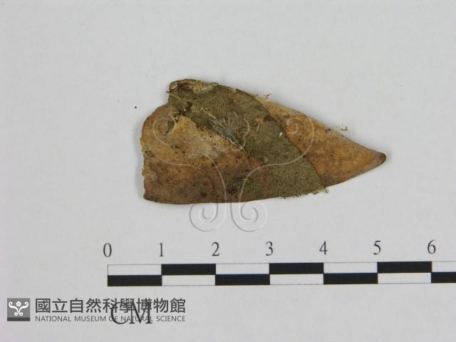 登錄號:F0005442藏品圖，第1張